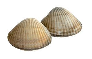 coques
