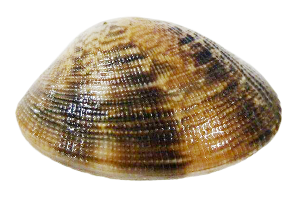 palourde